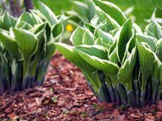 Bunches Of Hosta Plants In Ground