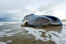 Stranded sperm whale