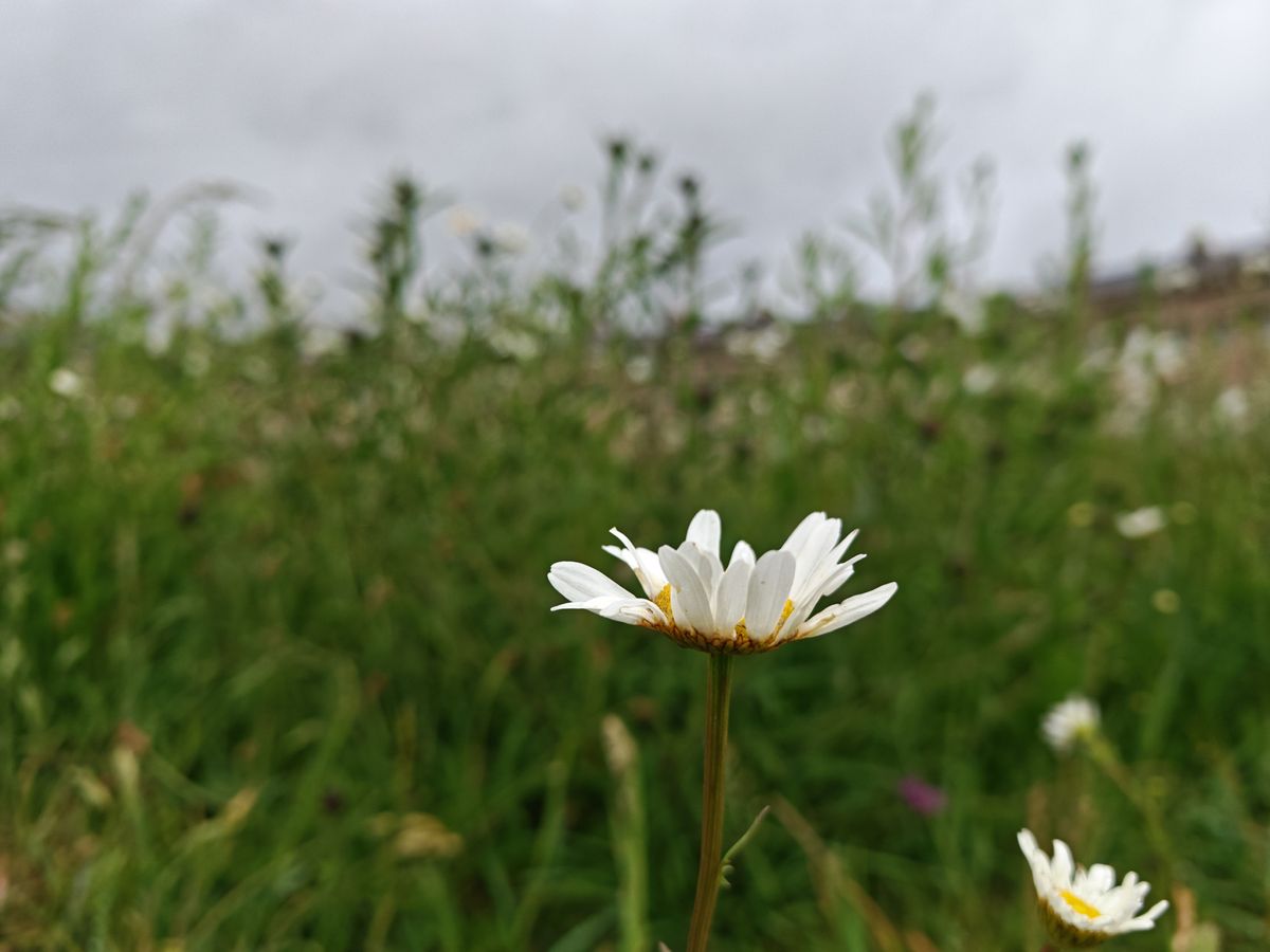 Honor Magic 7 Pro sample images