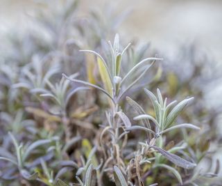 Browning lavender foliage