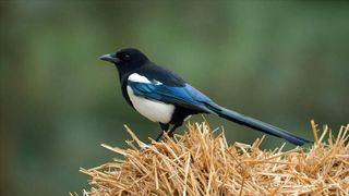 Magpie on a hay bale
