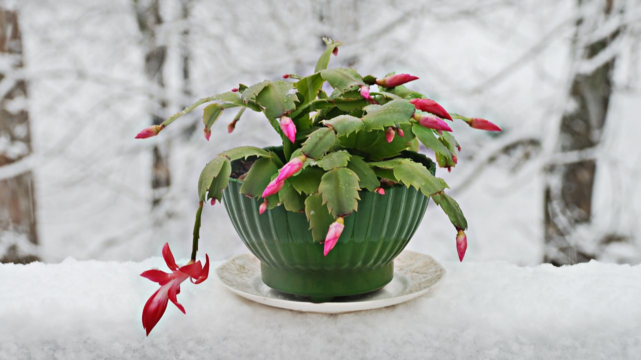 Christmas cactus care house plant on snow covered table