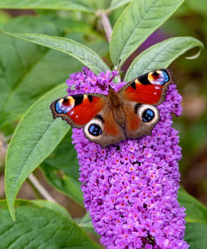 Pruning buddleja: get these flowering shrubs in order | Gardeningetc