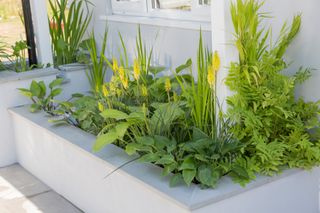 the urban rain garden designed by Rhiannon Williams for Hampton Court Flower Show 2017