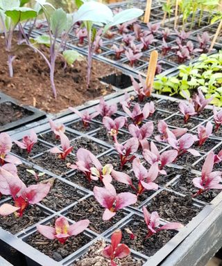 young beets growing in seedling trays