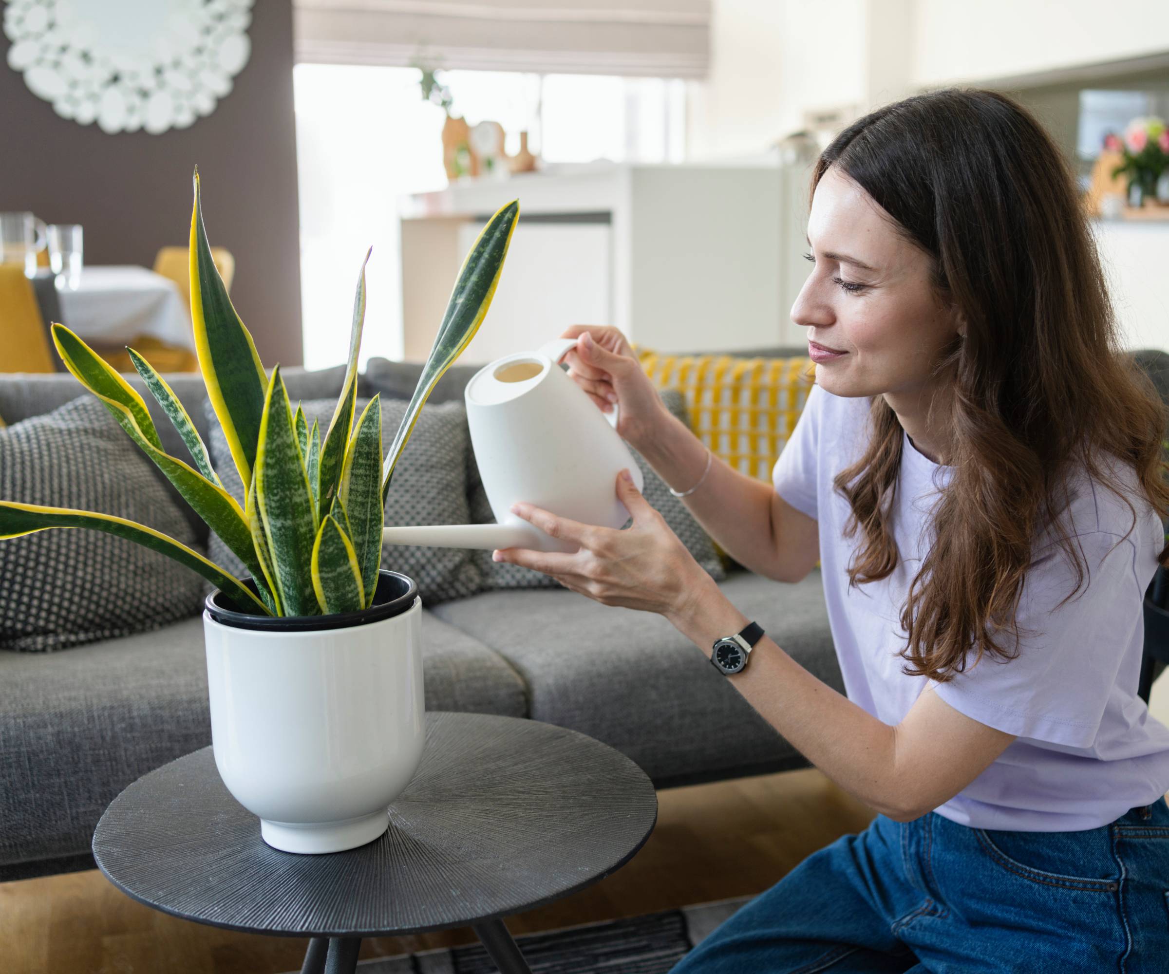A woman uses a watering can to water a potted snake plant