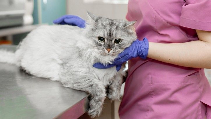 Best pet insurance for preexisting conditions PetsRadar