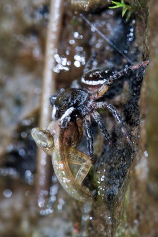 jumping spider eating tadpole