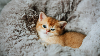 Ginger kitten sitting in a fluffy cat bed