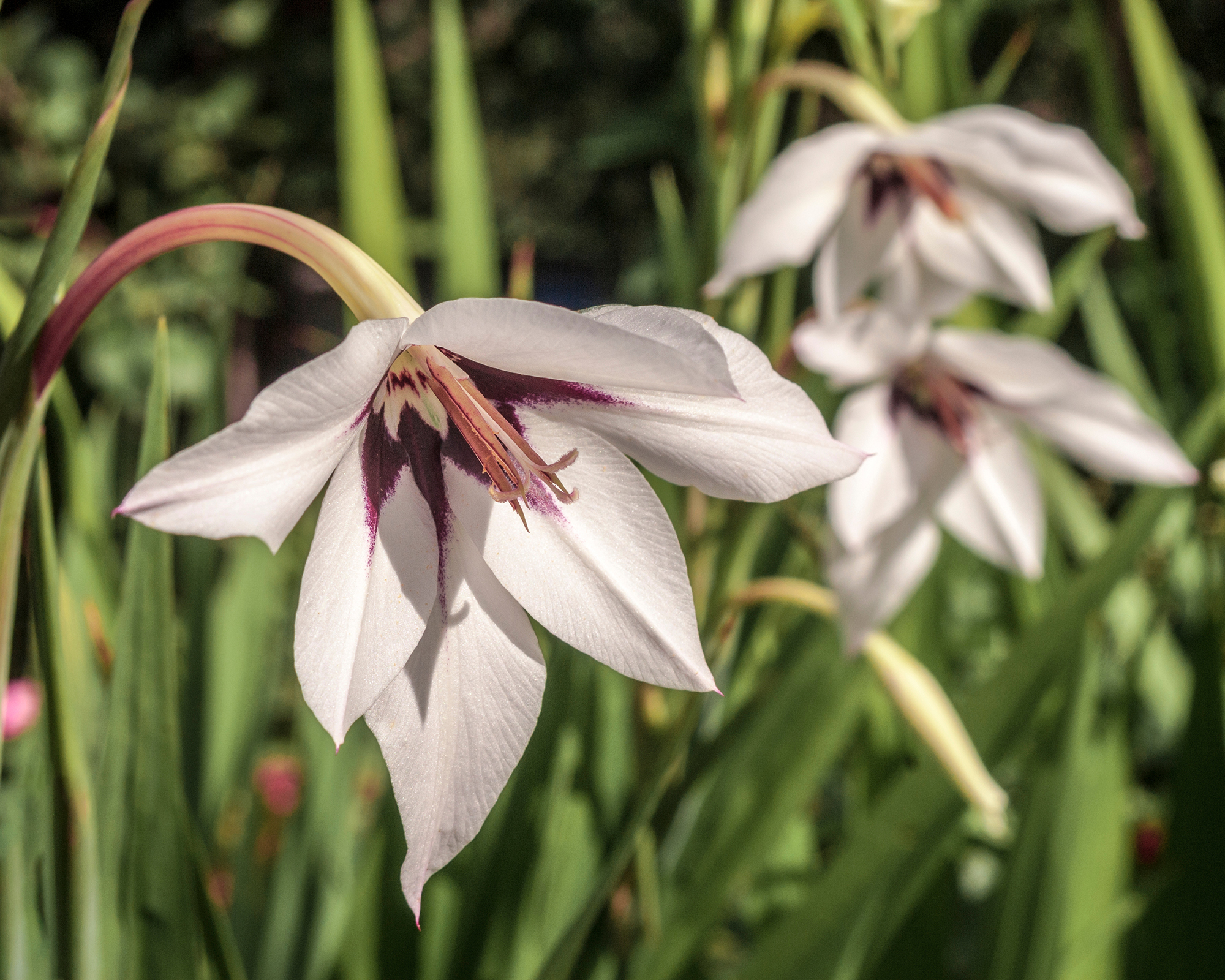 Peacock orchids