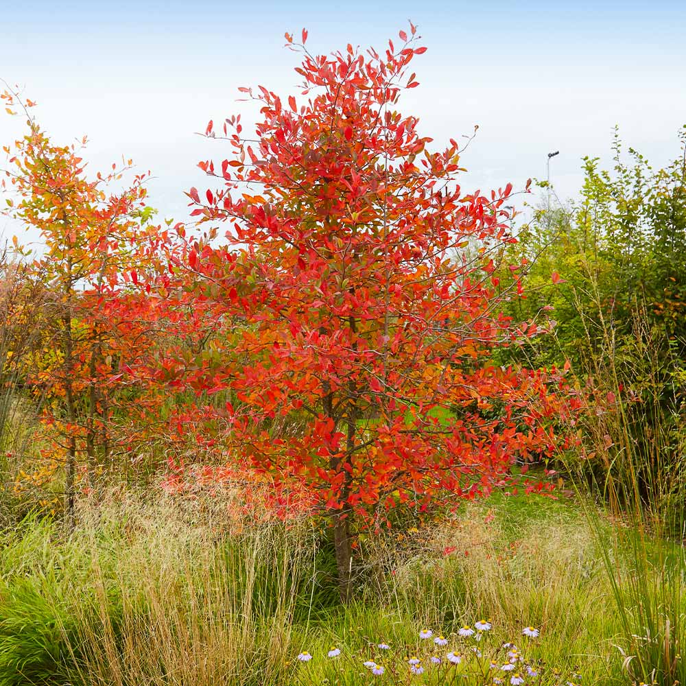 Autumn Brilliance serviceberry tree with red leaves