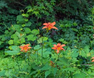 Orange tiger lily blooms with lush green foliage growing in a bed