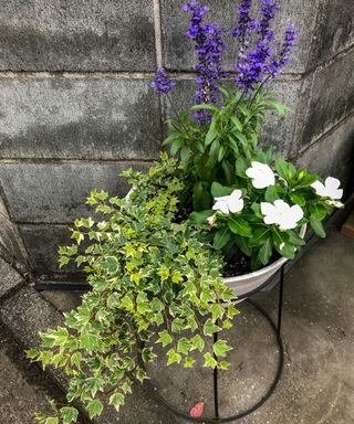container planted up with salvia and ivy
