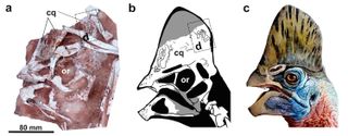 A (a) fossil, (b) drawing) and (c) illustration of the head crest on Corythoraptor jacobsi.