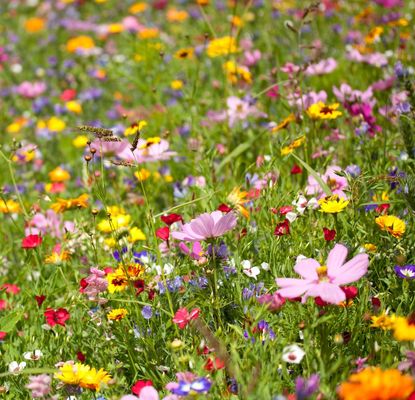 Planting Wildflowers