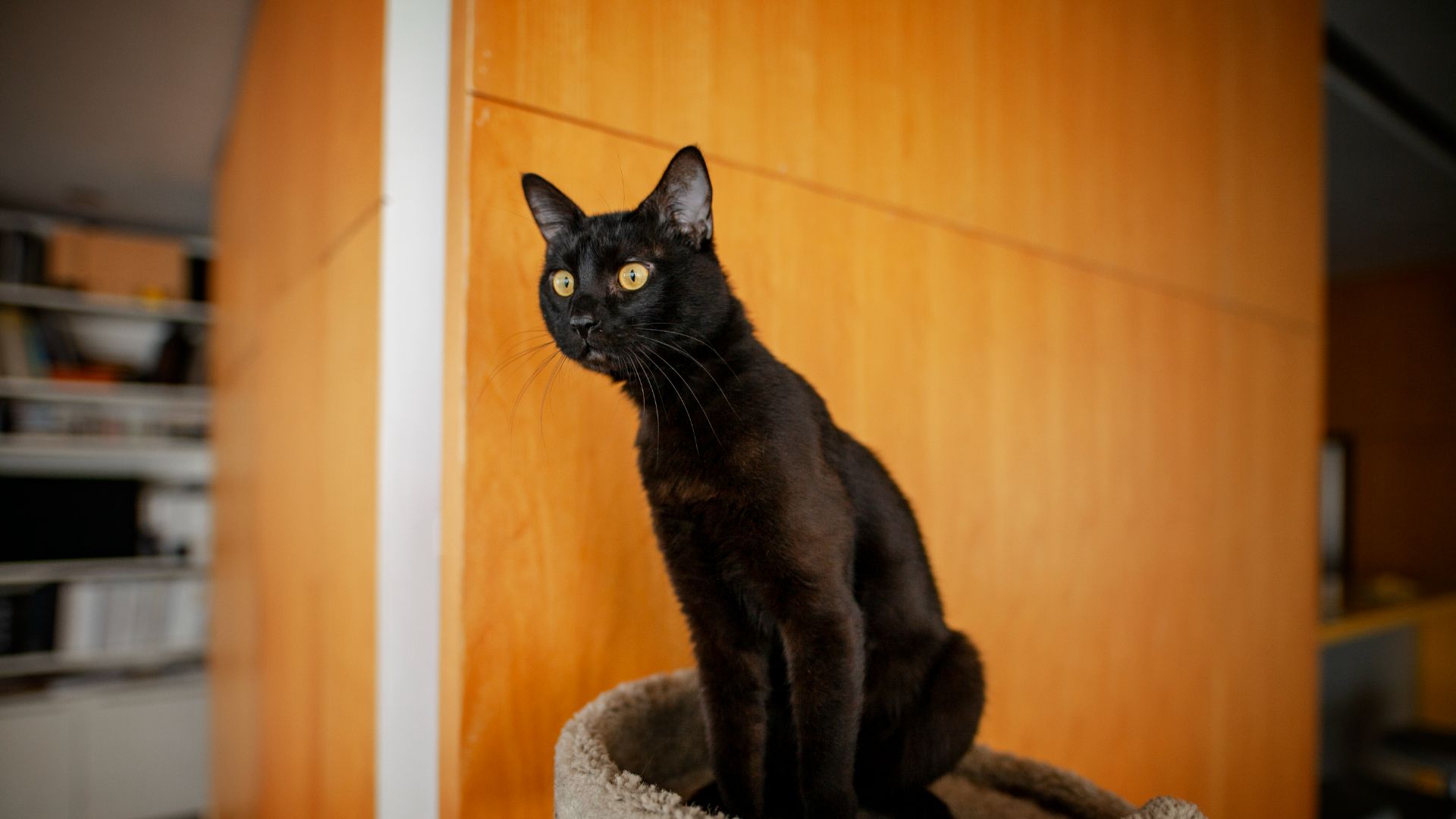 Bombay cat sitting on cat tower