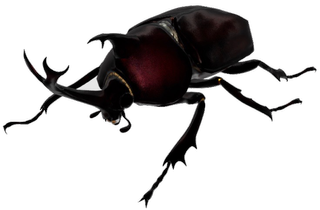 Rhinoceros Beetle Google Search 3D model