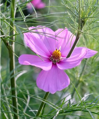 Cosmos bipinnatus 'Sonata Pink'