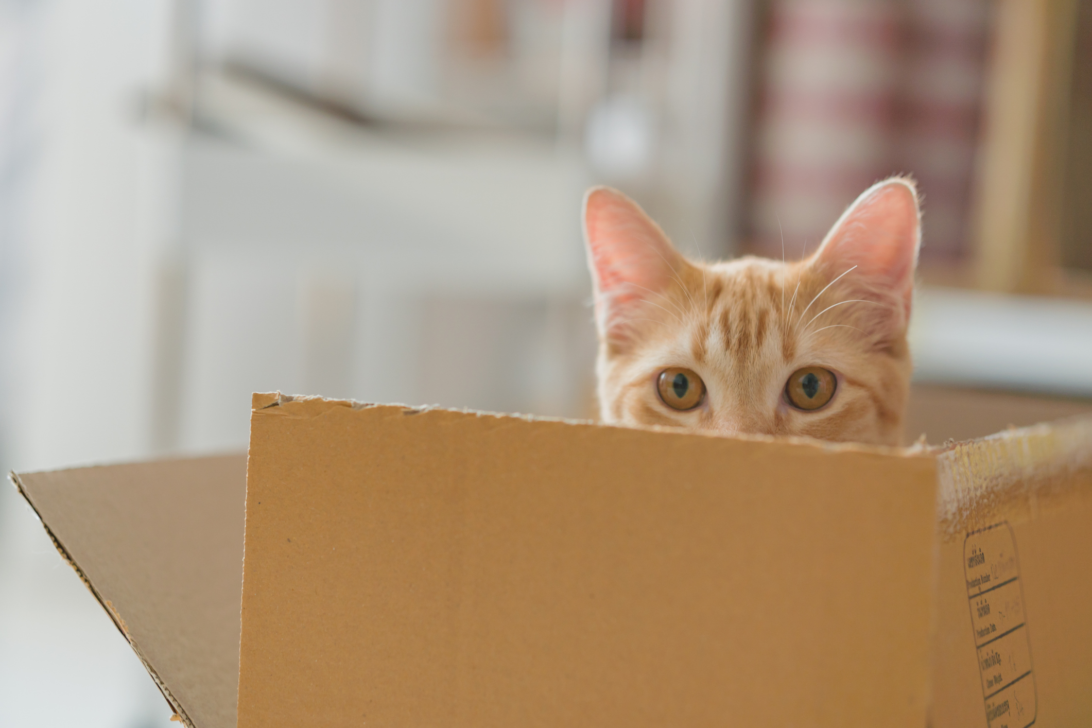 Ginger kitten hiding in cardboard box