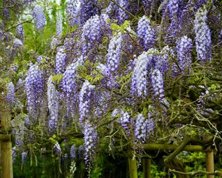 Pianta di glicine in fiore con i caratteristici grappoli di fiori viola-blu pendenti.