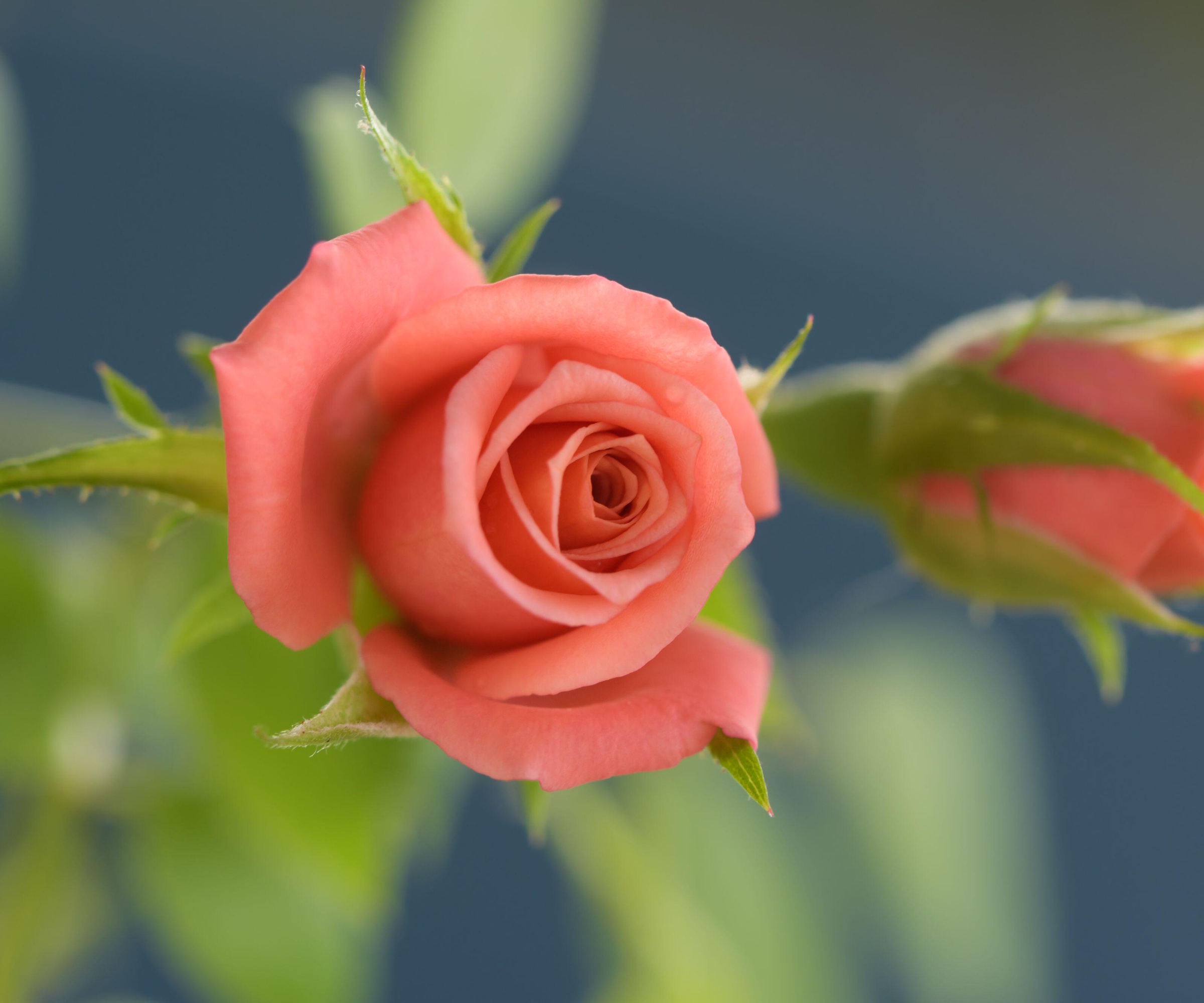 Miniature roses