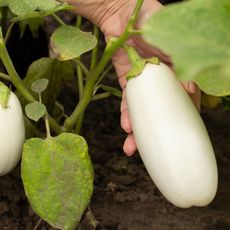 white eggplants growing in garden 