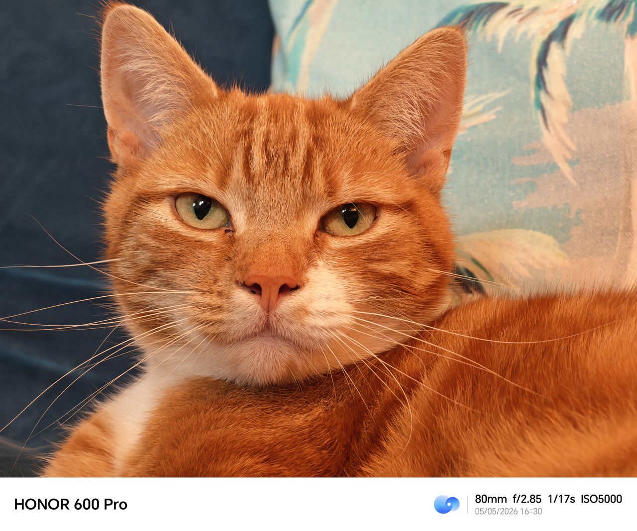 Close-up portrait of a ginger cat resting on a sofa