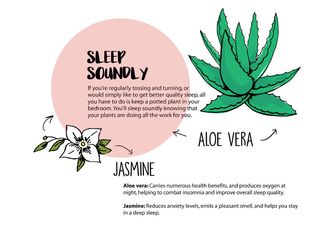 Studio plants: Help you sleep