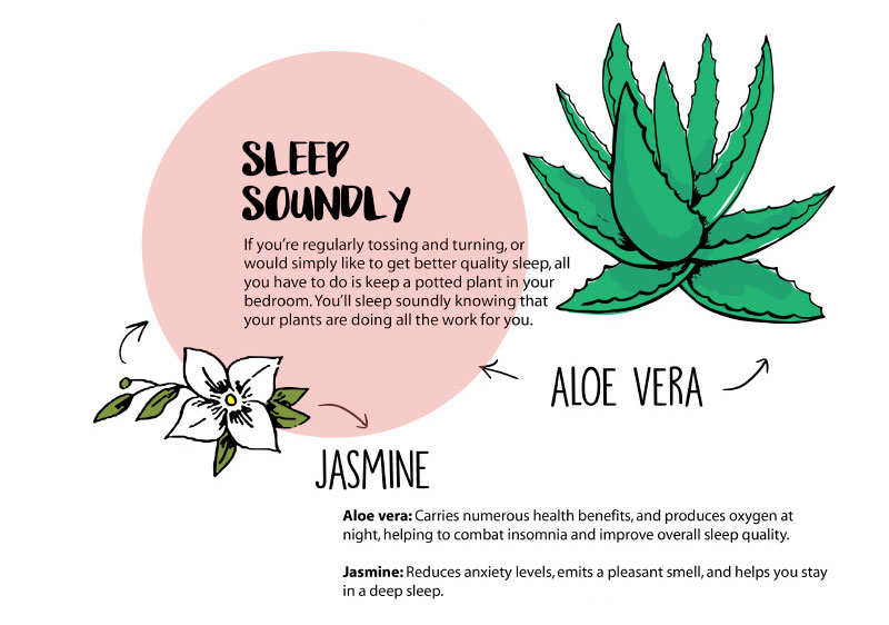 Studio plants: Help you sleep