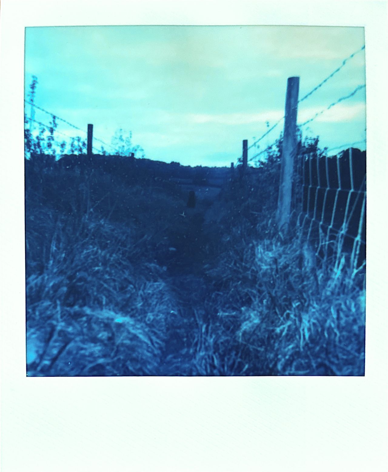 A scanned in print of Polaroid Reclaimed Blue 600 Film