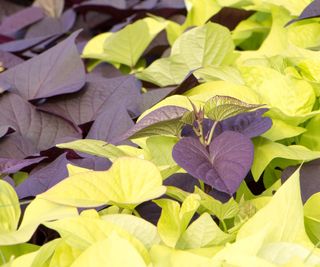 close up of burgundy and lime sweet potato vine leaves