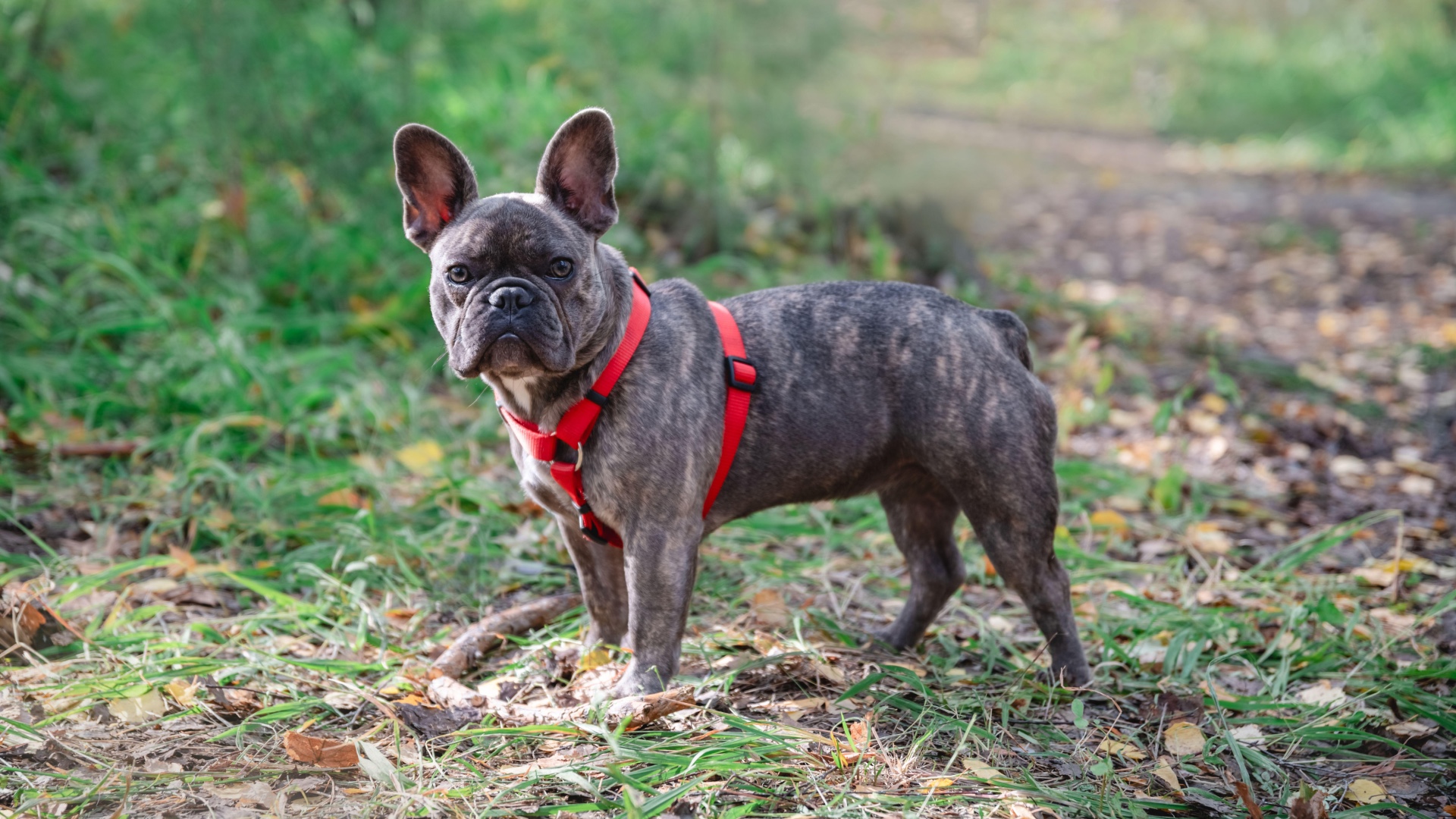 French Bulldog