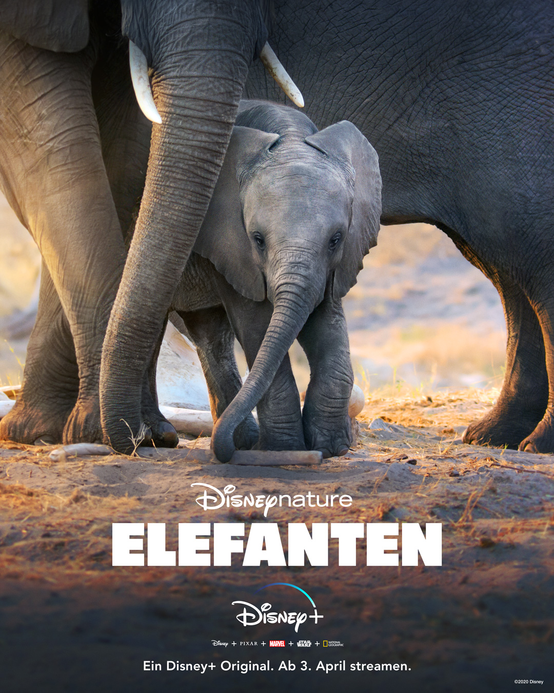 Plakat: Neu bei Disney+ Disneynature Elefanten