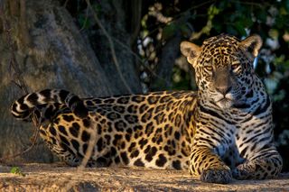 A jaguar in Brazil.