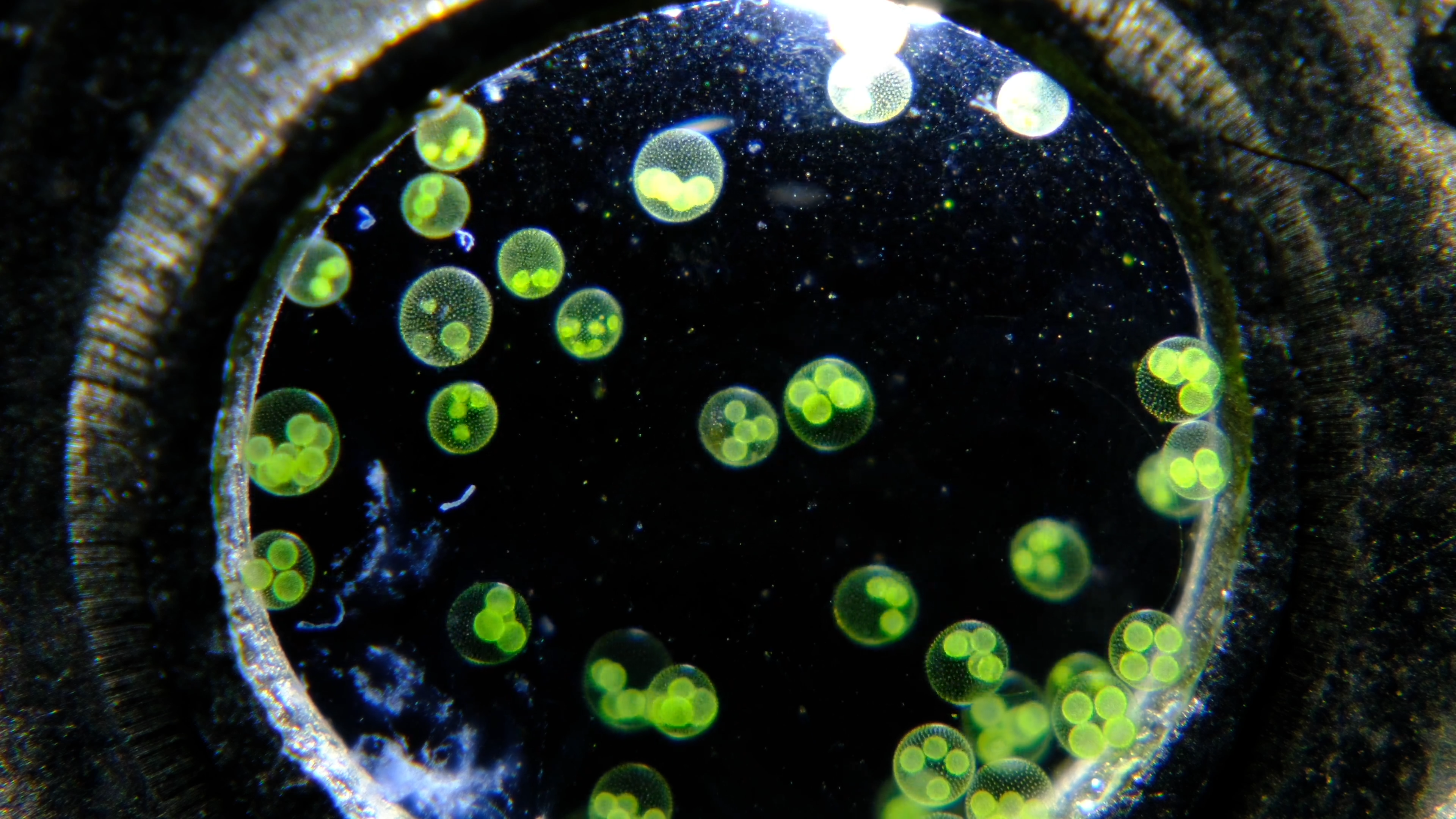 Nikon Small World in Motion 2025