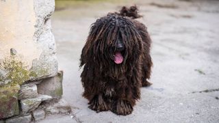 unusual dog breeds puli