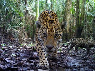 A camera trap captures a shot of a jaguar in Colombia.