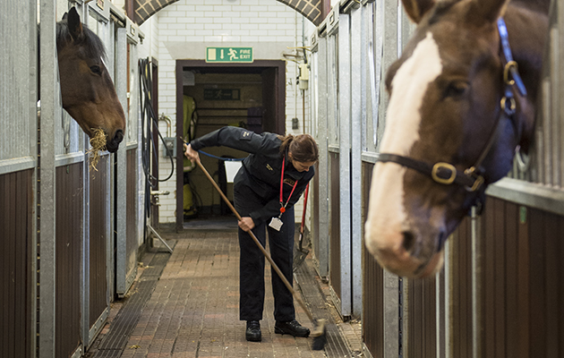 At 7.30am, other yard duties such as mucking out, grooming, clipping and bathing get underway