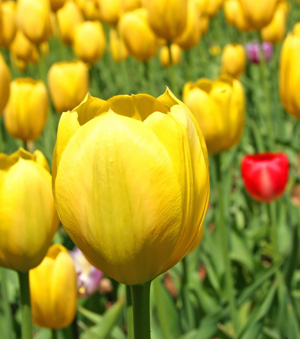 Close Up Of Yellow Darwin Hybrid Tulip