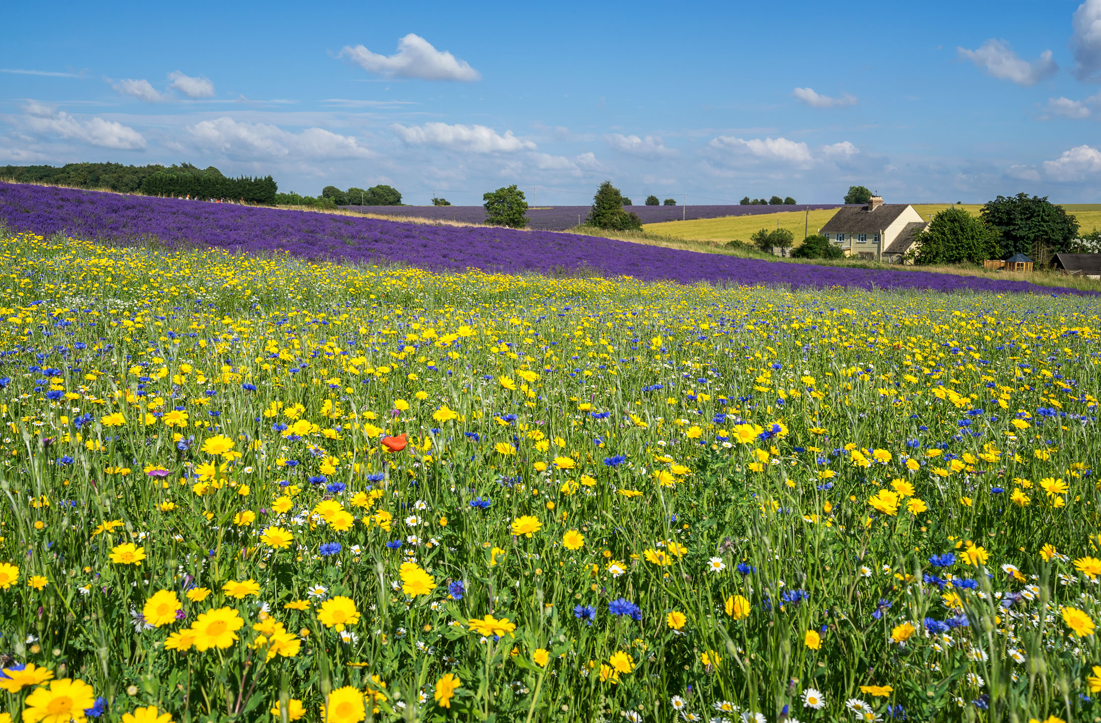 Lavender surrounded by wildflower meadows in the Cotswolds.