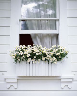 window box ideas: white daisies