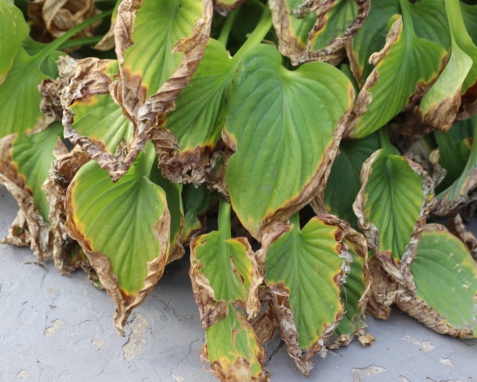 Hosta leaves brown from scorch