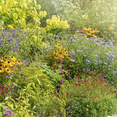 Multicolored flowers in a rain garden