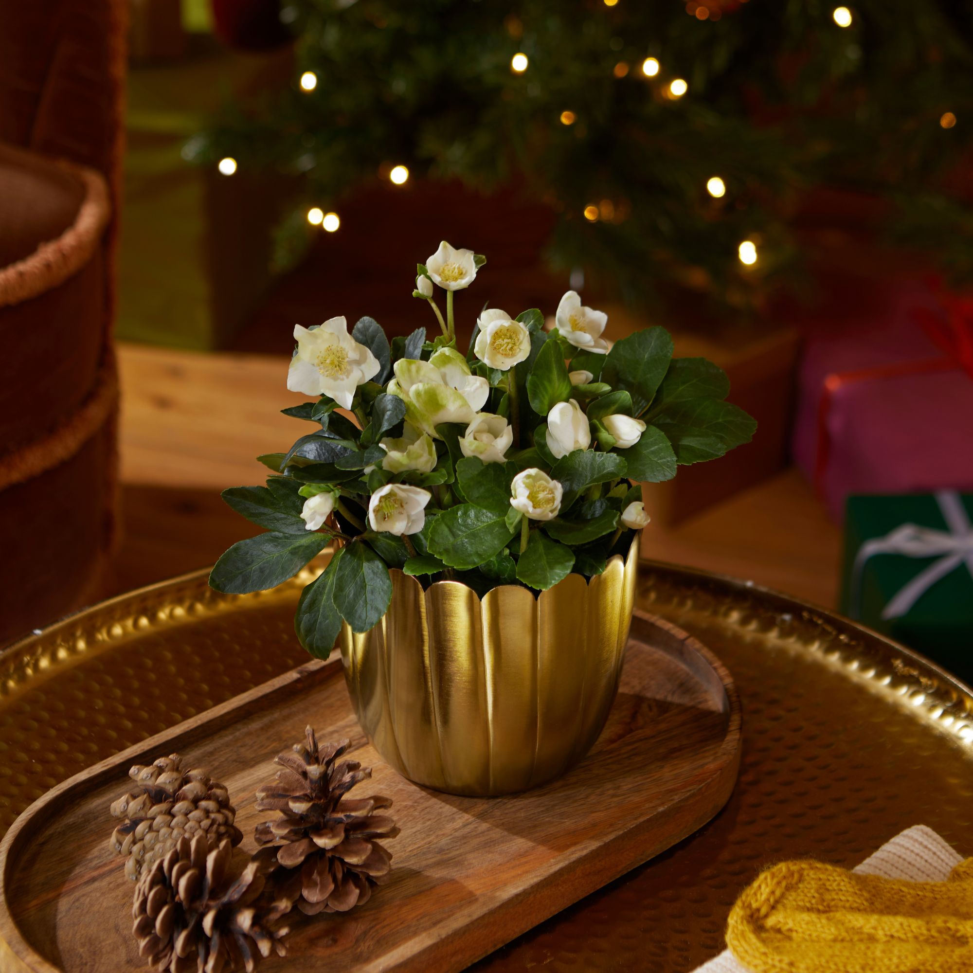 Christmas Carol helleborus