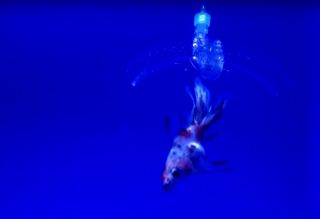 The grasping hydrogel robot was able to capture and release a goldfish.