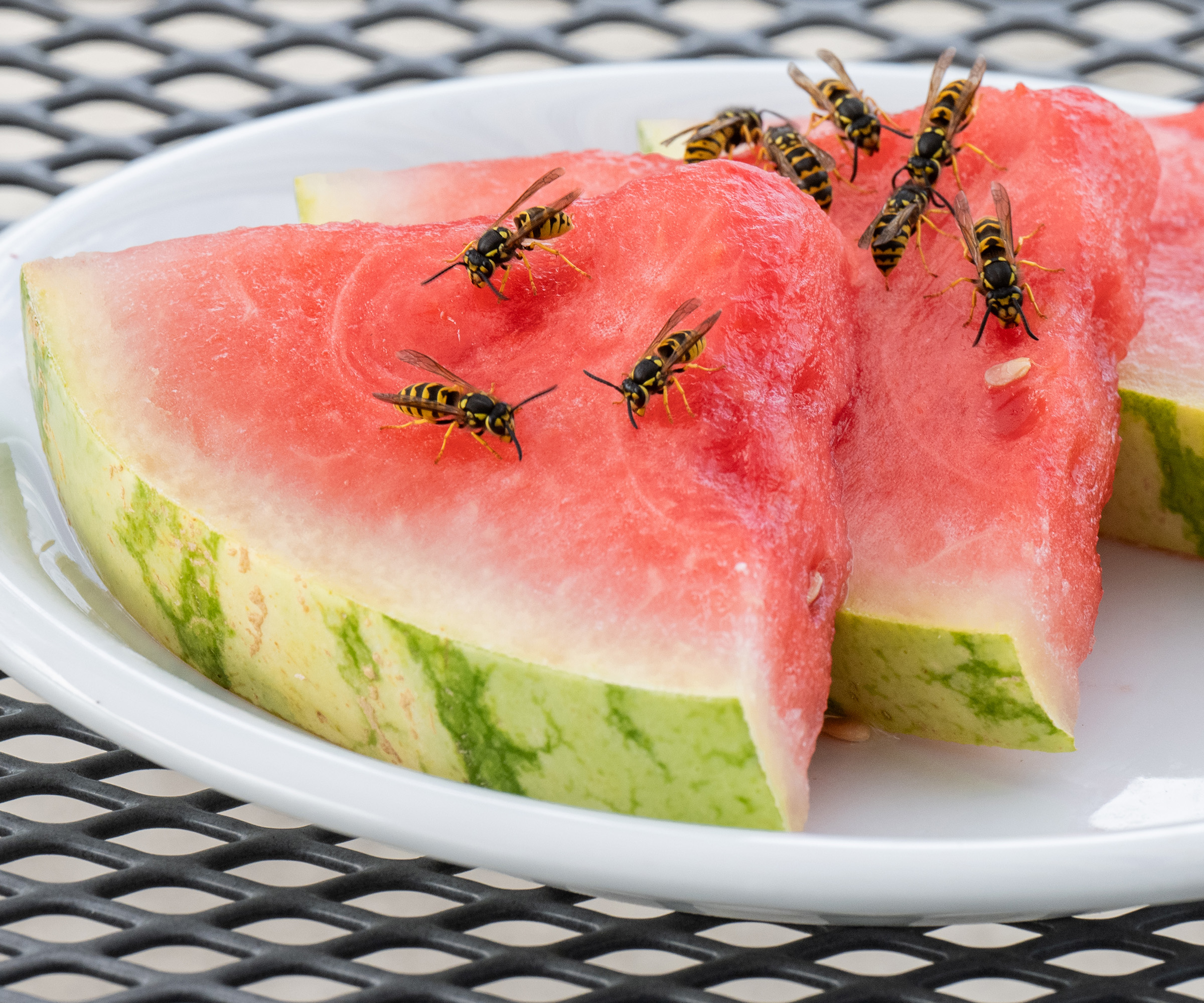 Wasps on cut up pieces of watermelon