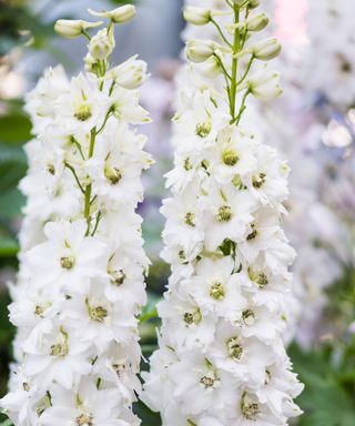 delphinium magic fountain pure white