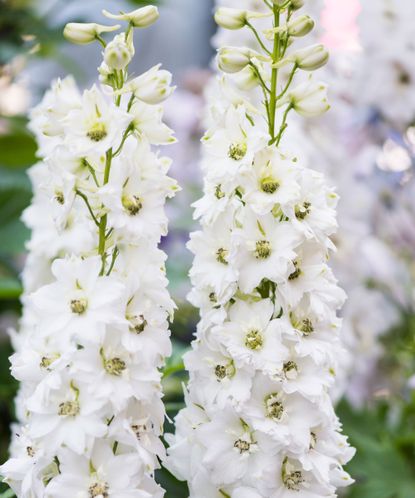 How to grow delphiniums from seed | Homes & Gardens