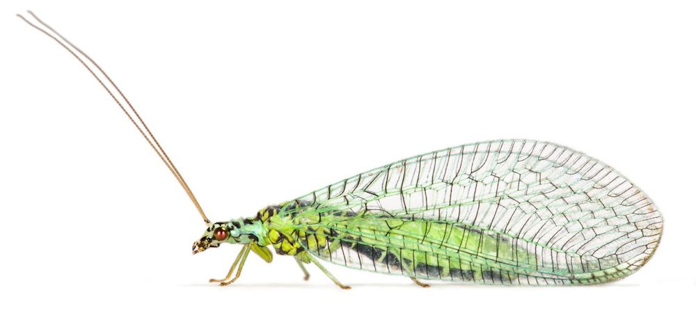 Green lacewing.