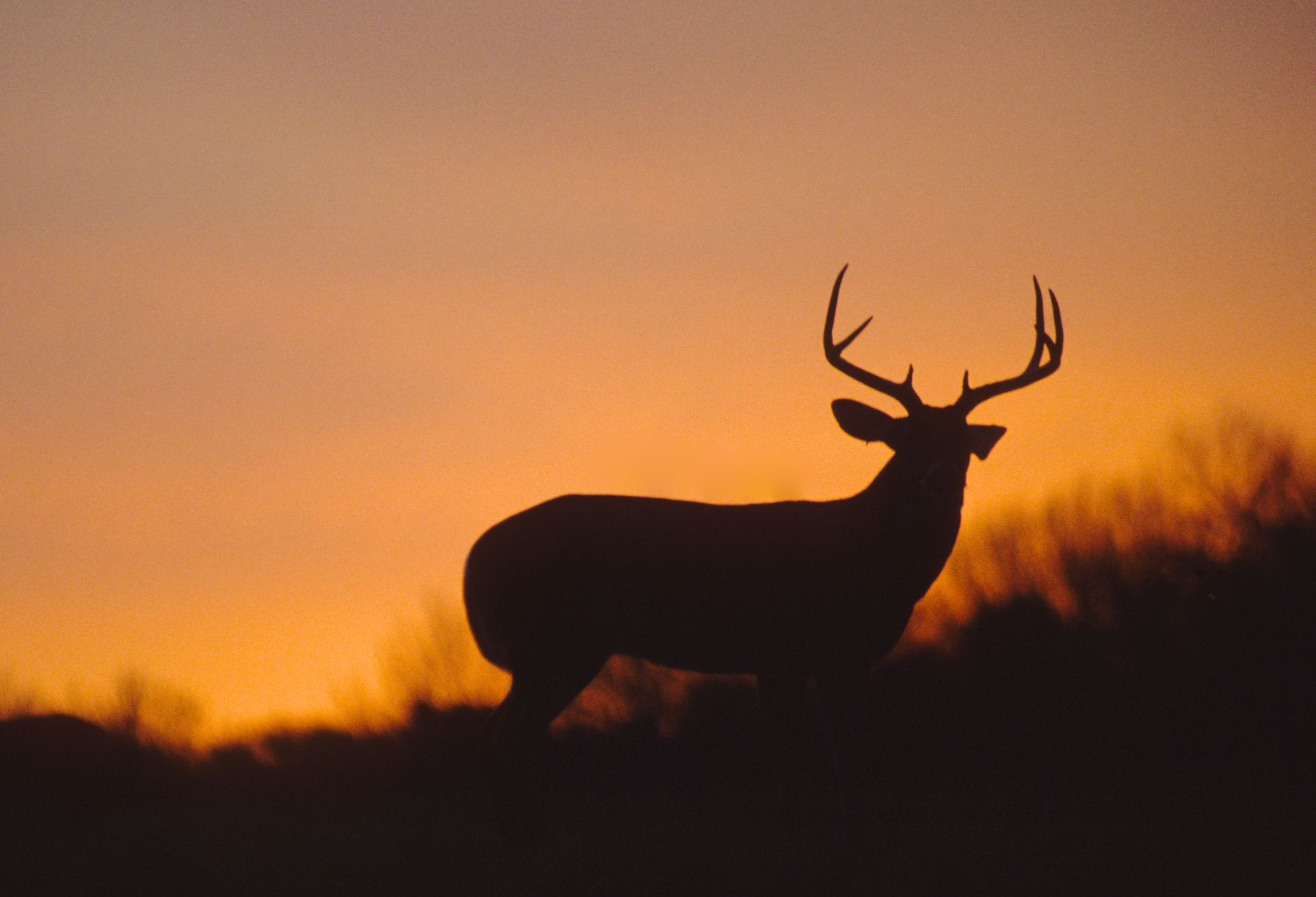 a whitetail buck silhouetted in the sunset